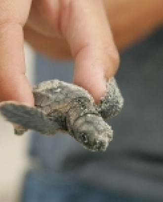 La tortuga babaua és una espècie en perill d’extinció.