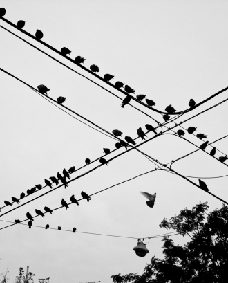 Ocells. Trànsit_Federico Casares_Flickr