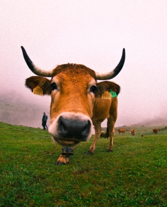Vaca_patri del sol_Flickr
