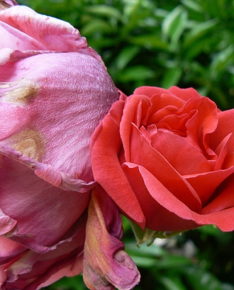Rosa pansida i rosa florida. Vellesa i joventut_Proyecto Eden_Flickr