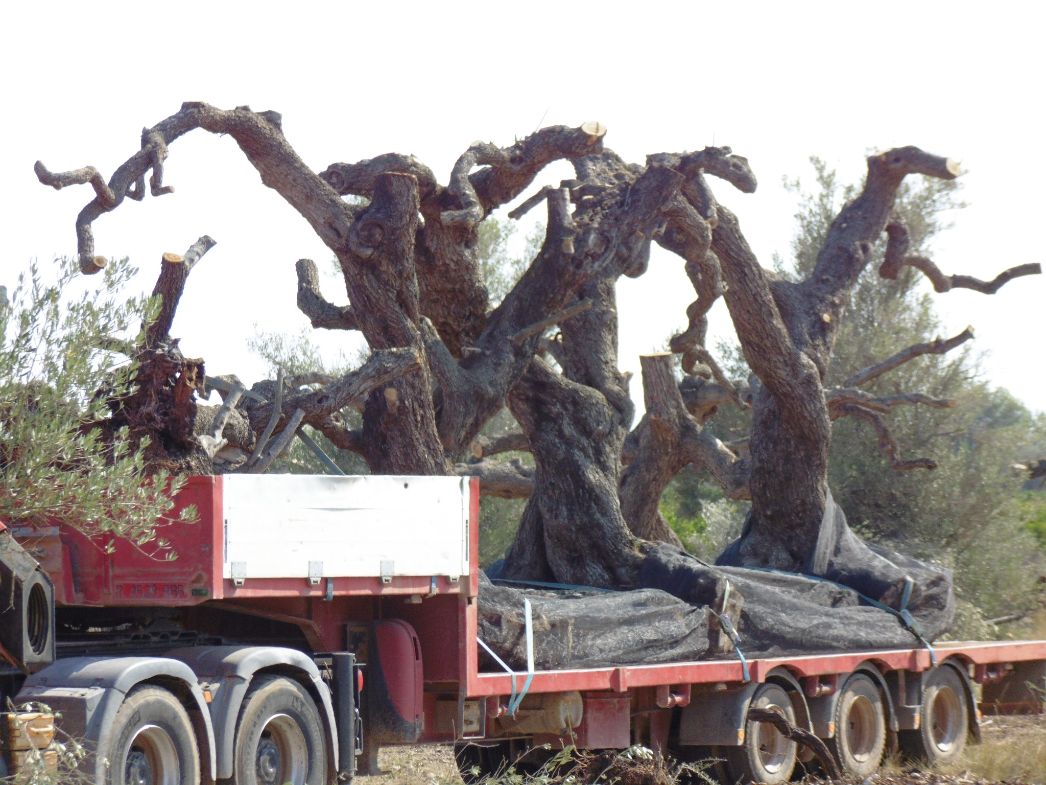 Camió carregant oliveres centenàries. Font: Salvem Lo Montsià